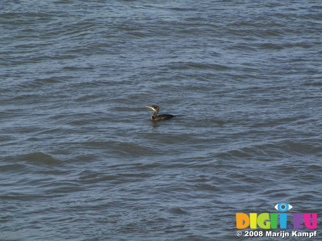 SX01362 Cormorant in sea